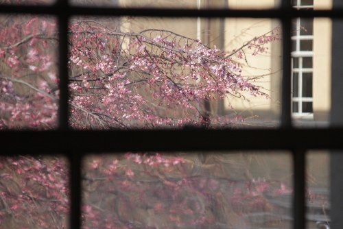 1782-12.4.1祇園枝垂れ　横　玄関正面窓から.jpg